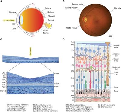 Frontiers | Variability In Retinal Neuron Populations And Associated ...